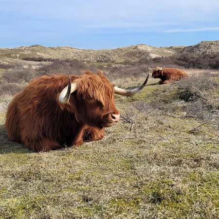 Sauna Egmond Holiday home *