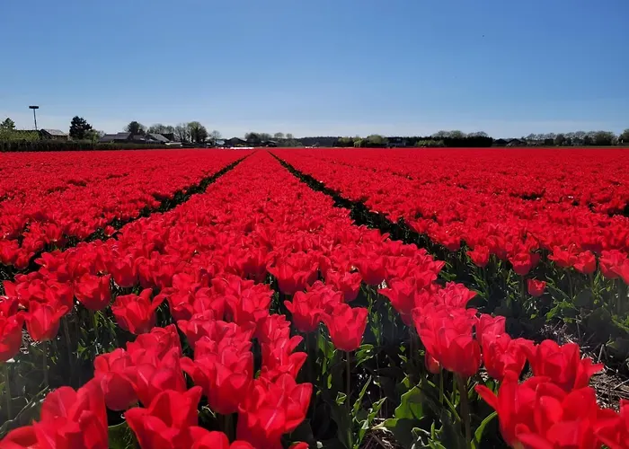 Vakantiehuis Sauna Egmond Egmond aan Zee