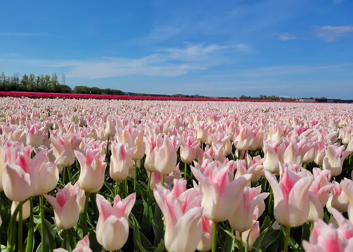 Sauna Egmond Vakantiehuis *